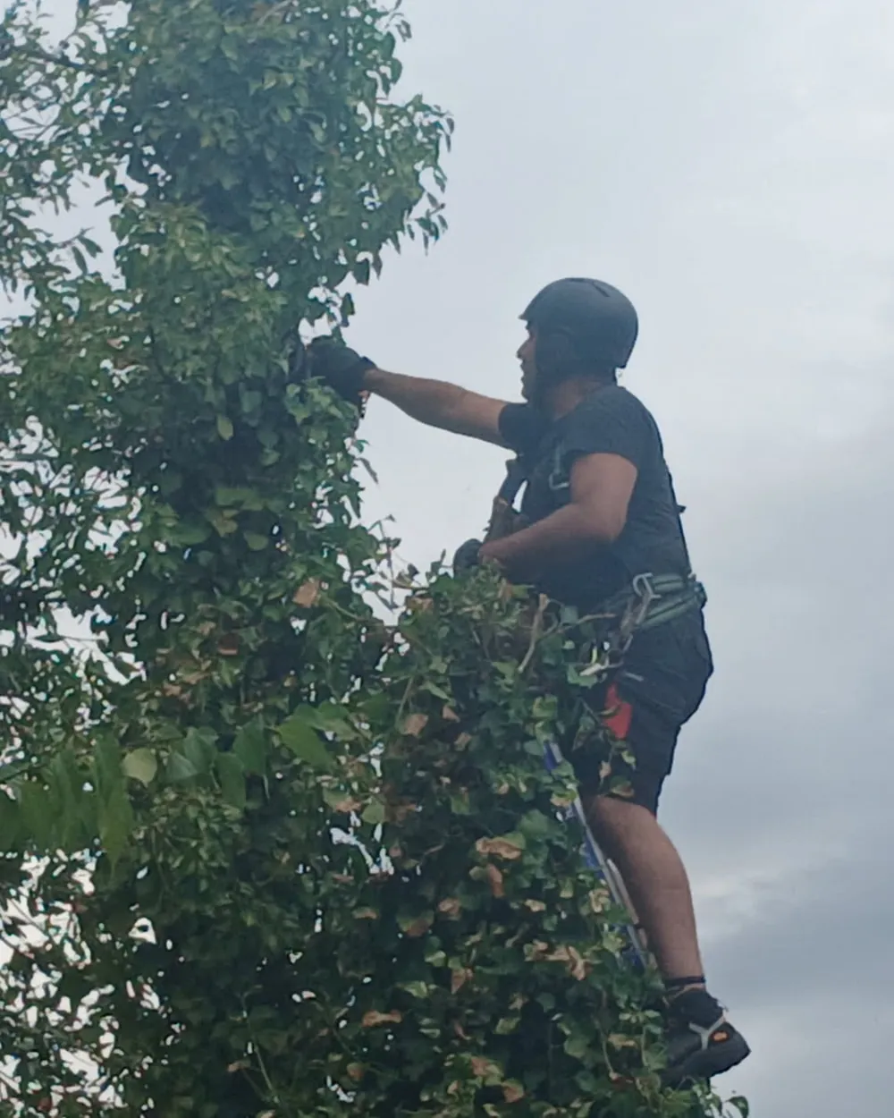 L'élagueur, casque et harnais, coupe les branches hautes d'un arbre
