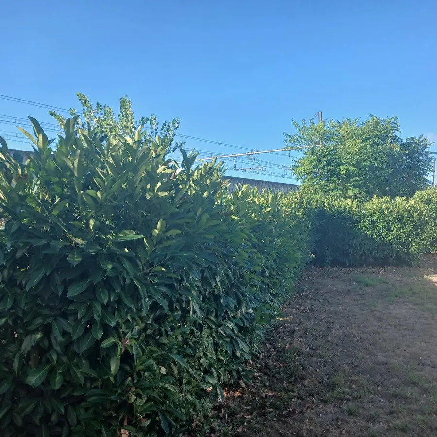 Haie de jardin épaisse et arrondie, avant intervention